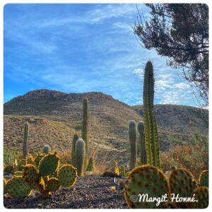 Cactus Nijar Ausflugstipp Roquetas de Mar