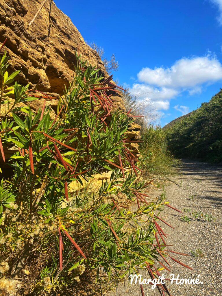 Wandern Cabp de Gata Rio Alias