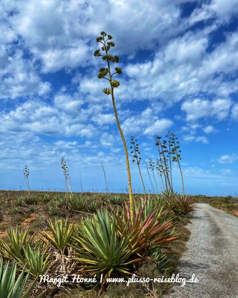 Cabo de Gata Wanderung Agavenfelder
